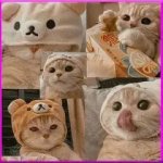 Милые обои с котиками