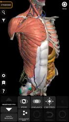 Анатомия - 3D атлас анатомии человека