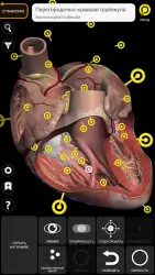 Анатомия - 3D атлас анатомии человека