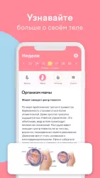 Календарь беременности