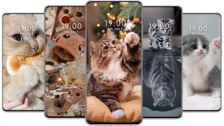 Милые обои с котиками