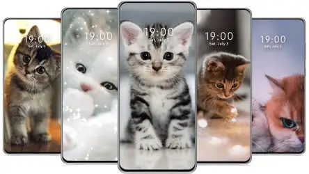 Милые обои с котиками