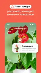 Яндекс с Алисой