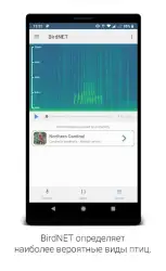 BirdNET — пение птиц