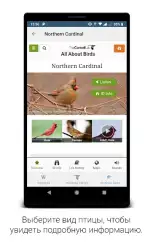 BirdNET — пение птиц