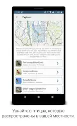 BirdNET — пение птиц