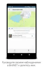 BirdNET — пение птиц