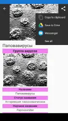 Вирусы